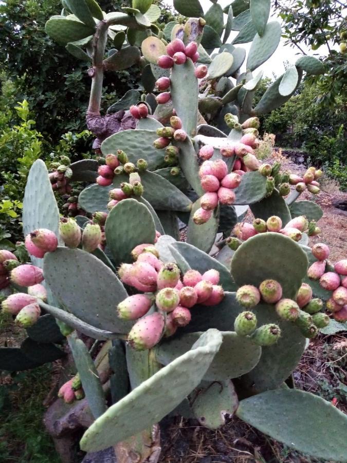 马斯卡利Il Limoneto Di Leo别墅 外观 照片